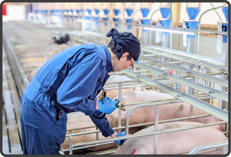 Individual Pig Care