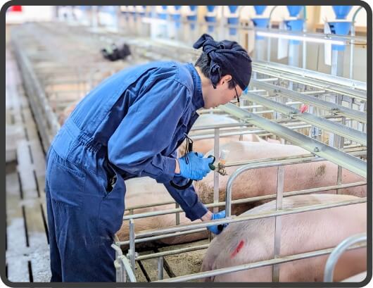 Individual Pig Care